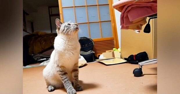 激怒していた猫→何かなと思っていたら…判明した『まさかの理由』が尊すぎると169万再生「大騒ぎしていたのに」「破壊力が半端ない」