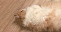 赤ちゃんをあやすパパのすぐそばで……かまってほしい猫が見せた『健気な行動』に「まだですか？って顔がたまらん」「可愛いぃぃいｗ」と反響