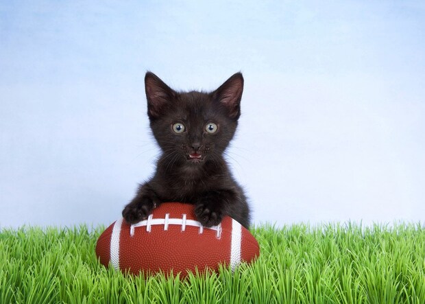 アメフトボールと猫