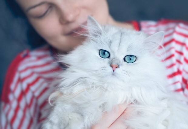 ペルシア猫を抱く女性