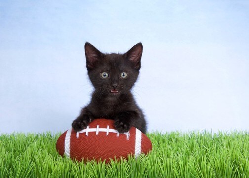 亡き母の愛猫が、大学アメフトチームの「マスコット」になって選手の士気を高めてくれる　米国