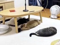 リビングにホットカーペットをしいた結果→猫たちがそろって…思った以上に『ダメになっている』光景が話題「まさに絶景」「はぁ…混ざりたい…」