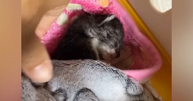 ミルクを飲めず弱りきった子猫→"血の繋がりのない母猫"に託したら…泣ける光景が165万再生「朝から涙が止まらない」「母性愛が素敵」