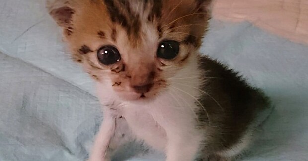 保護された当時は手のひらサイズだった"パヤパヤ子猫"が、『8年後』…見違えるビフォーアフターに感動「大きくなったね泣」「幸せそう」
