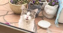 寒空の下で“ゴミを漁っていた野良猫”が家を訪ねてきて…保護された現在→心温まる変化に「涙が出る」「よかったよかった」と感動の声続出