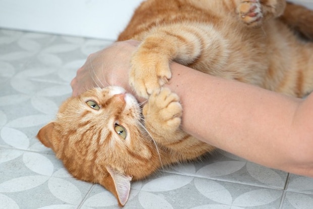 飼い主の腕を抱えて噛む猫