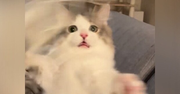 子猫の前で猫じゃらしを動かしたら、夢中になりすぎて…『可愛すぎる表情』が15万再生「ずっと見ていられるｗ」「一生懸命キャット」