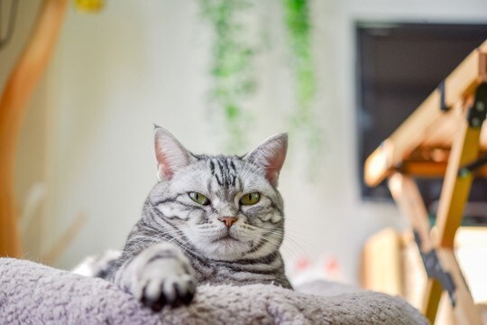 猫がみせる『面倒くさがり』な態度や仕草5選　まるで人間のようなぐうたら行動も？