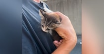 歩道の隅で"うずくまっていた子猫"→家族に迎えた結果…心温まる"感動の光景"が87万再生「優しい人に出会えて良かった」「素敵な名前」と反響