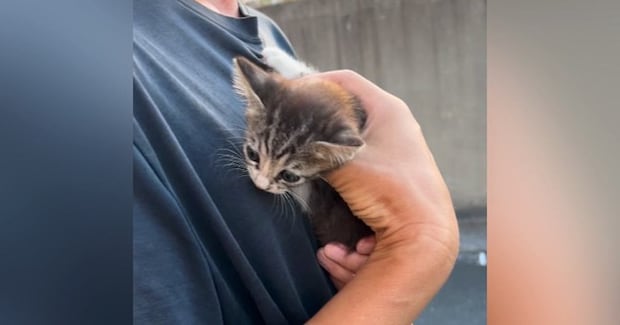 歩道の隅で"うずくまっていた子猫"→家族に迎えた結果…心温まる"感動の光景"が87万再生「優しい人に出会えて良かった」「素敵な名前」と反響