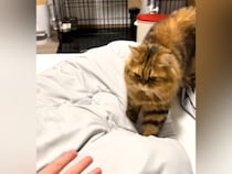 手を差し出すと、猫がゆっくりと近づいてきて…あまりにも可愛い『甘え方』に反響「好きな子の手をにぎれないやつ」「距離感が好き」