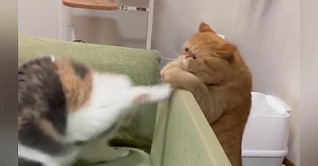 ソファの周りに集まってきた2匹の猫→見守っていると…思わず笑顔になる『かわいい遊び』が30万再生「楽しそうｗｗ」「とっても面白い」