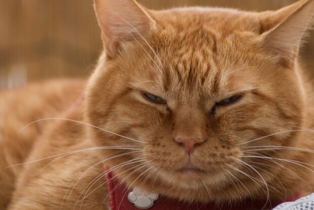 目を細めている猫のアップ