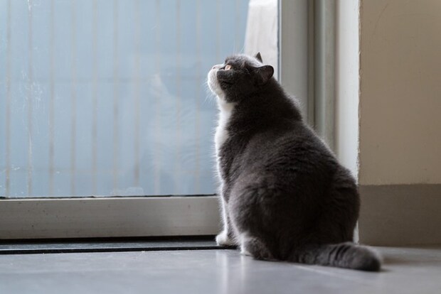 雨の日の外を見る猫