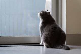 『お留守番中の猫』が思っている本音3選　飼い主が知らない意外な感情とは？