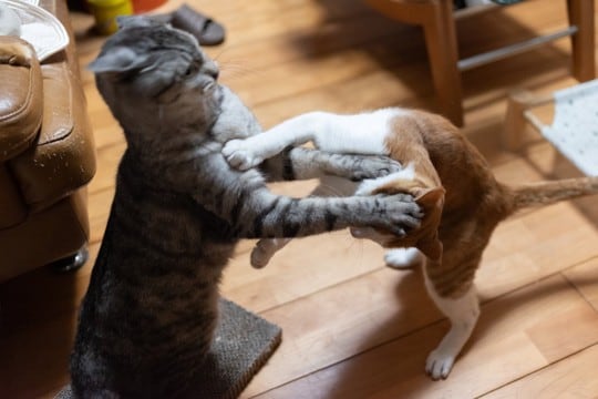 猫の『遊びとケンカ』を見分けるためのポイント3つ　仕草や態度の違いから安全な仲裁方法まで