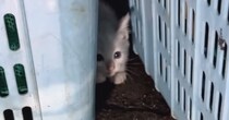 ドブに落ちてしまった子猫を保護→お風呂に入れると『灰色の毛』が…感動の"大変身"が19万再生「キュンが止まらん」「助けてもらえて良かった」