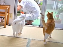 ６匹の愛猫のためにDIYをした結果→かわるがわる様子を見に来て…あまりにも『素敵な光景』が15万再生「信頼関係の良さ」「心にしみる」