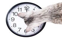 猫の『体内時計』がピタリと合う理由5選　正確な生活リズムの秘密とは？