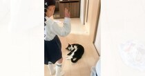 幼稚園へ行く準備をしていた娘さん→廊下を『体で塞ぐ猫』が登場して…可愛すぎる『攻防戦』に「関所ｗｗ」「意図して通せんぼしてるｗ」の声