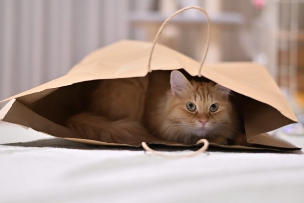 紙袋に入っている猫