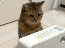 ヒーターが大好きな猫→つけてあげようとしたら、前足を伸ばして…『まるで人間のような行動』が話題「自分でスイッチ入れそう」「やっぱり天才」