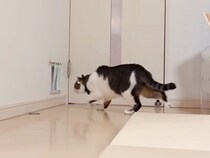 病院用のキャリーを出したママ→連れていく予定ではないネコが…勘違いして見せた『わかりやすすぎる行動』に爆笑「すぐわかるのがすごい」