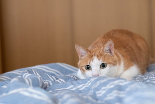 姿勢を低くする茶白猫