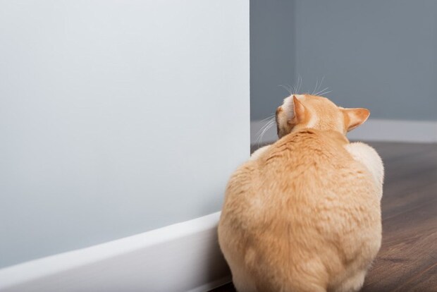 壁からのぞいている猫の後ろ姿