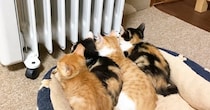 ヒーターがつくのを待っていた子猫たち→暖かくなってくると…かわいくてたまらない光景が26万再生「なに並んでるの〜」「癒されまくった」