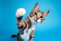 猫が飼い主に『ちょっかい』をだしているときのサイン3つ　その行動に込められた意味とは？