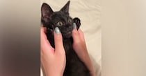 小さな黒猫のお腹に顔をうずめてみたら…51万再生の"尊すぎるリアクション"に「たまらなく愛おしい」「可愛さにノックアウト」と悶絶の声