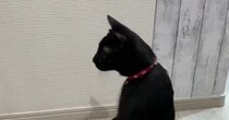 冷蔵庫に反射した『自分の姿』に驚いた黒猫…想像を超える"かわいいリアクション"に「仕事の帰りに大爆笑した」「私ネコになってる」