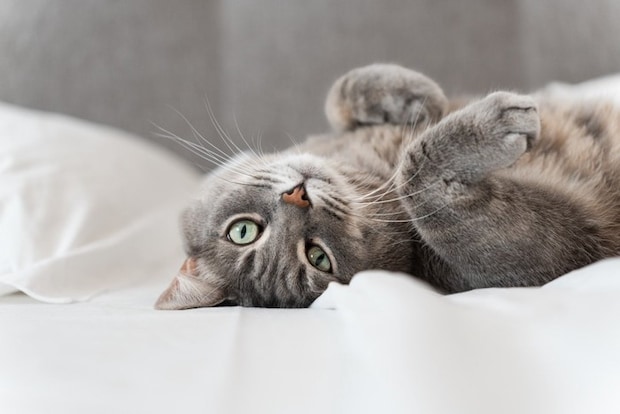 仰向けでこっちを見る猫