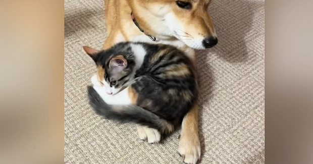 柴犬のことが大好きな保護子猫→腕の上で休ませてもらうと…心温まる『尊い瞬間』が30万再生「優しい世界をありがとう」「癒された」と話題
