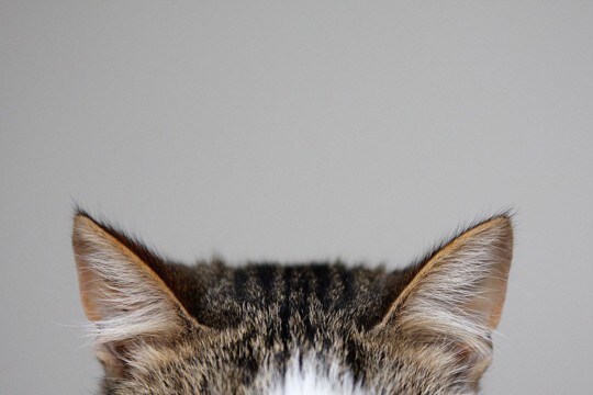猫の『耳の向き』から読み取れる4つの心理　感情によって表れる変化が違う？