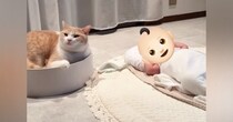 猫がいるお家に『赤ちゃん』がやってきた結果→初めは警戒していたけど…少しずつ"変化"していく様子に「感動した」「すごい優しい世界」と反響