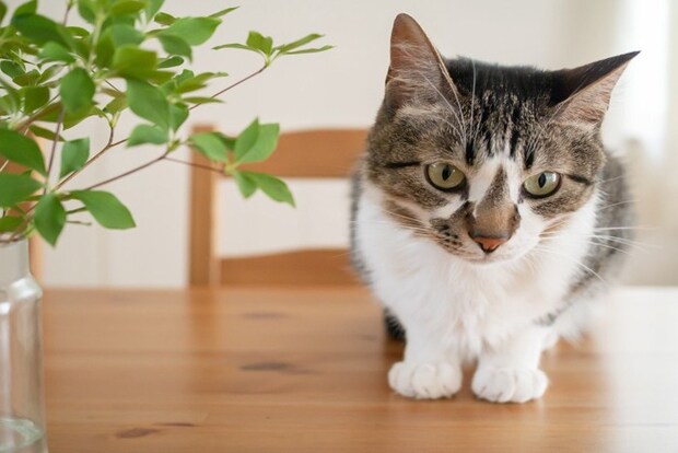 テーブルの上に載っている猫