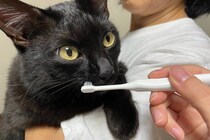 猫にとって逆効果になる『誤ったハミガキの方法』5つ　悪影響のリスクや適切なケアの方法も解説