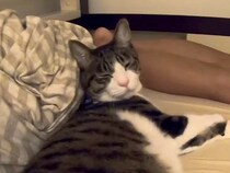 小さい頃から女の子と一緒に寝ている猫→夜、様子を見に行くと…寝る前の『まさかの光景』に笑顔になる人続出「安住の地ｗ」「可愛さ半端ない」