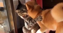 猫に"挑み続ける柴犬"→さまざまな手を使って…まるでコントのような"日々のやり取り"が112万再生「何回見ても笑えるｗ」「大爆笑」