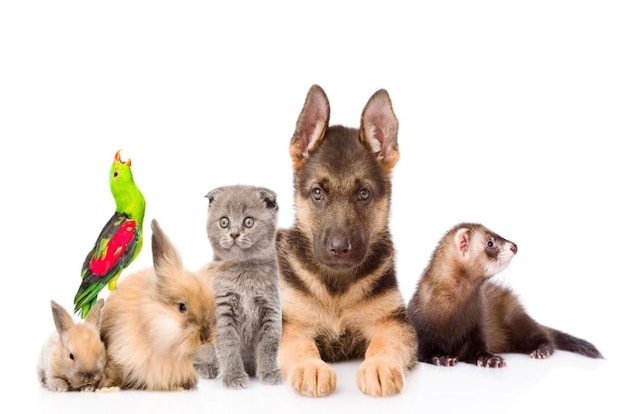 猫と他の動物たち