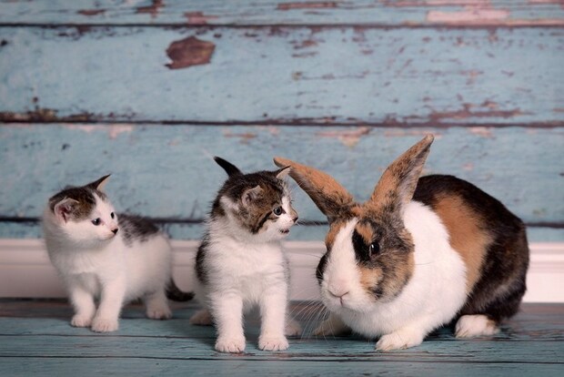 2匹の子猫とうさぎ