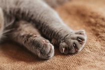 猫が『手をクロス』させているときの心理5つ　仕草の理由や組み方によって異なるサインも解説