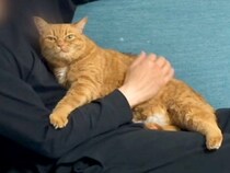 『夫を略奪されました』そばには勝ち誇った表情の猫がいて…あざとすぎる『抜け目のない行動』に反響「手の置き場と目つきｗ」「リアル泥棒猫」