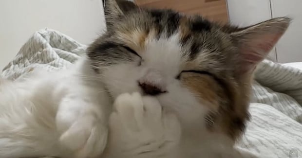 おててをちゅぱちゅぱと吸う子猫→近くで撮影してみると…思わず"癒される光景"が39万再生「重低音すぎるww」「ストレスが消えた」と話題