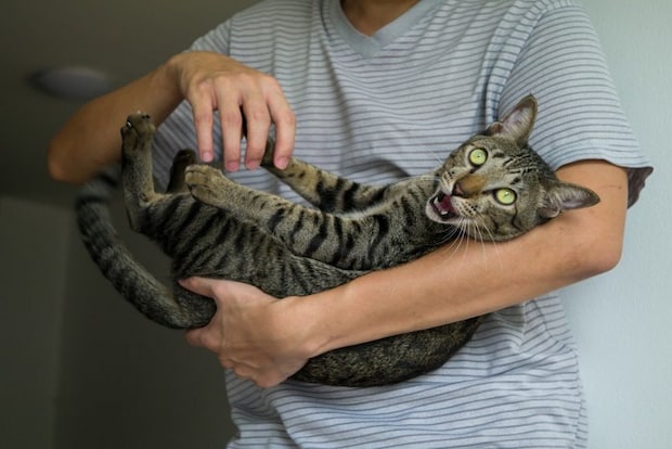 抱っこをイヤがる猫