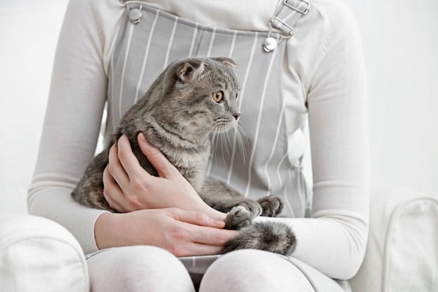 膝の上に乗る猫