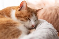 猫の『老化』が進むと現れる4つのサイン　見逃せない変化から飼い主ができる対策まで