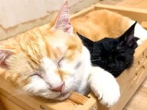 先住猫のことが大好きな保護子猫→寝床までついて行って…あまりにも『幸せそうな表情』に「可愛いストーカー」「親子に見えるね」と反響の声
